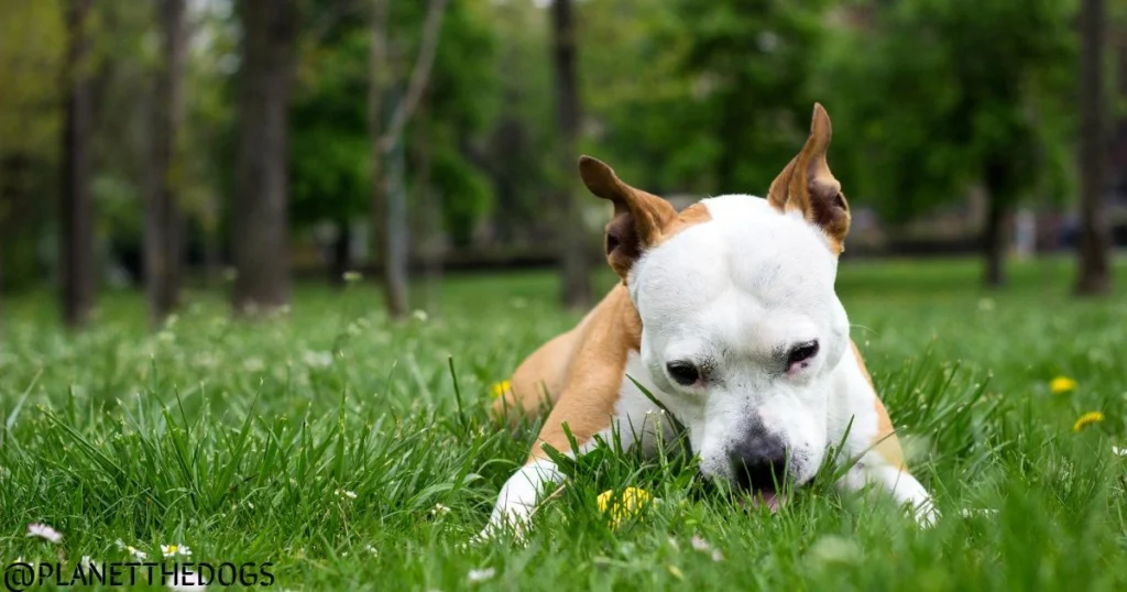 Why Do Dogs Eat Grass