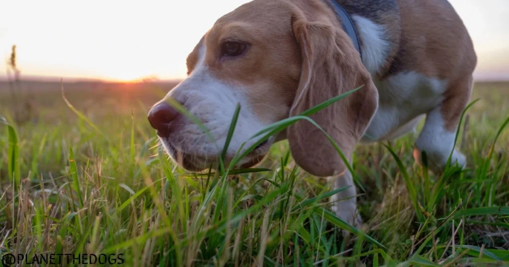Why Do Dogs Eat Grass