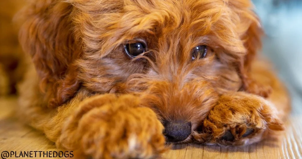Why Do Dogs Eat Grass