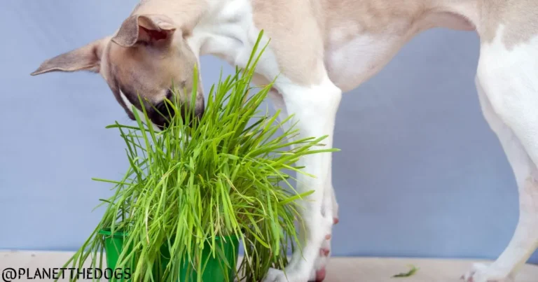 Why Do Dogs Eat Grass