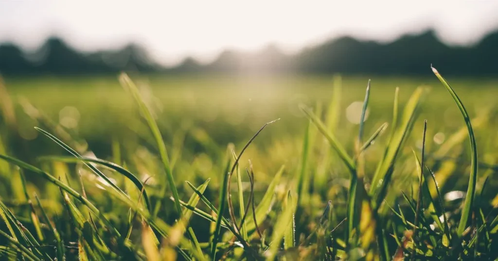 Why Do Dogs Eat Grass