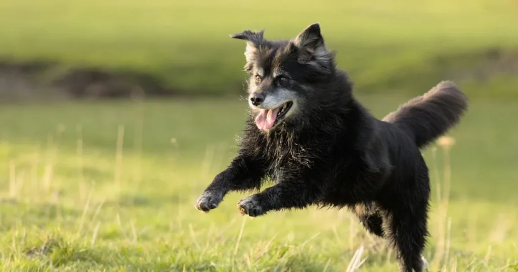 Why Do Dogs Eat Grass