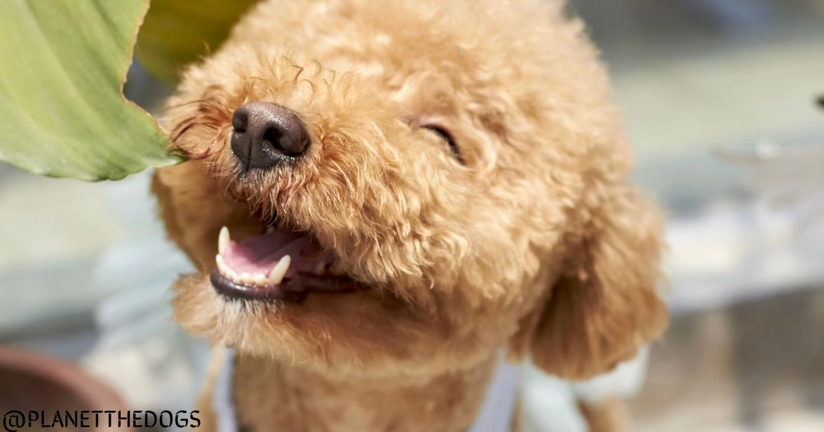 Can Dogs Smile